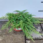 Borievka obyčajná (Juniperus communis ) ´GREEN CARPET´, Ø 20-30 cm,  kont. C2L/C3L